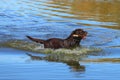 Wet chocolate Labrador in the water Royalty Free Stock Photo