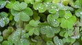 Wet Clover