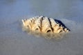 Wet cockleshell close-up on sand