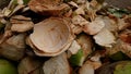 Wet coconut shell on a pile of skin