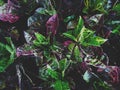 Wet Codiaeum Variegatum Puring leaves with green and purple color in dark green moody ambience