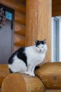 Wet cold black and white cat with short hair and closed eyes living on street in country village sitting on house porch