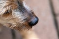 Wet and cold nose of a dog Royalty Free Stock Photo