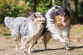 Wet collie dogs running lakeside Royalty Free Stock Photo