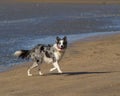 Wet Collie running from sea on beach Royalty Free Stock Photo