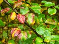 Wet color leaves of pear tree in autumn rain Royalty Free Stock Photo