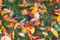 Wet colorful autumn foliage on the grass