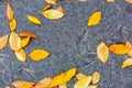 Wet colorful autumn foliage on the road