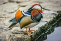 Wet, colorful, blue, orange, white, red, orange, black and brown mandarin male duck