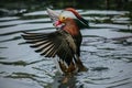 Wet colorful bright blue, orange, white and brown mandarin duck Royalty Free Stock Photo