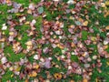 Wet colorful fallen aspen, alder, birch leaves on the grass, seasonal, autumn