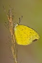 Wet Common Grass Yellow Butterfly