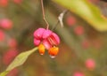 Wet common spindle fruit in autumn