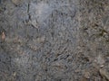 Wet concrete floor in natural light Royalty Free Stock Photo