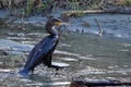 Wet Cormorant after diving in Arrowtown Bush Creek, New Zealand Royalty Free Stock Photo