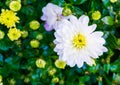 Wet covered in raindrops pure white common garden dahlia flower with a yellow heart beautiful botanical macro closeup Royalty Free Stock Photo