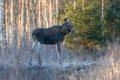 Cow moose in forest Royalty Free Stock Photo