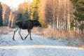 Cow moose on a forest road Royalty Free Stock Photo