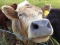 Wet cow nose Royalty Free Stock Photo