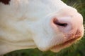 Wet cow nose close up Royalty Free Stock Photo