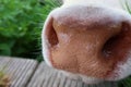 Wet cow nose Royalty Free Stock Photo