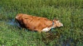 Wet Cow in Pond Royalty Free Stock Photo