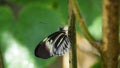 Wet Crimson-patched butterfly with closed wings and droplets on antennae hanging from branch