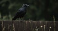 Wet Crow Perched on Dark Wooden Fence in Rain Royalty Free Stock Photo