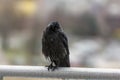 Wet crow in the rail sitting on balcony rai Royalty Free Stock Photo