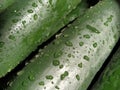 Wet Cucumbers. Thoroughly wash vegetables with water. Prevention of infectious diseases. Green vegetables close-up. Vegetarianism Royalty Free Stock Photo