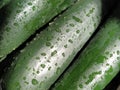 Wet Cucumbers. Thoroughly wash vegetables with water. Prevention of infectious diseases. Green vegetables close-up. Vegetarianism Royalty Free Stock Photo
