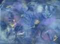 A wet cyanotype of skeleton leaves from the peepal tree Royalty Free Stock Photo