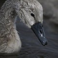 Wet cygnet Royalty Free Stock Photo