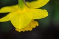 Wet Daffodil