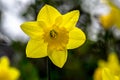 Wet Daffodil Sunlight Royalty Free Stock Photo