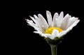 Wet daisy Royalty Free Stock Photo