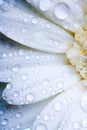 Wet daisy petals Royalty Free Stock Photo