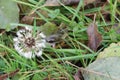 Wet dandelion on a background of green grass, autumn Royalty Free Stock Photo