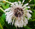 Wet dandelion.