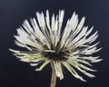 Wet dandelion on dark background Royalty Free Stock Photo