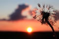 Wet dandelion after the rain against the background of the sunset sky, the rays of the sun, close-up Royalty Free Stock Photo