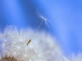 Wet dandelion after rain