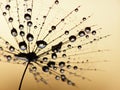 Wet dandelion seed Royalty Free Stock Photo