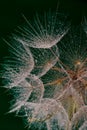 Wet dandilion seeds Royalty Free Stock Photo