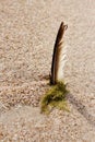 Wet dark feather in the rough beach sand texture with a piece of seaweed Royalty Free Stock Photo