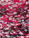 Wet dark red leaves Royalty Free Stock Photo