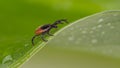 Wet deer tick lurking on green leaf with rain drops. Ixodes ricinus or scapularis