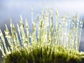 Wet dicranum moss spores on blue