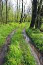 wet diert road in forest Royalty Free Stock Photo