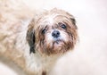 A wet and dirty dog with a sad expression Royalty Free Stock Photo